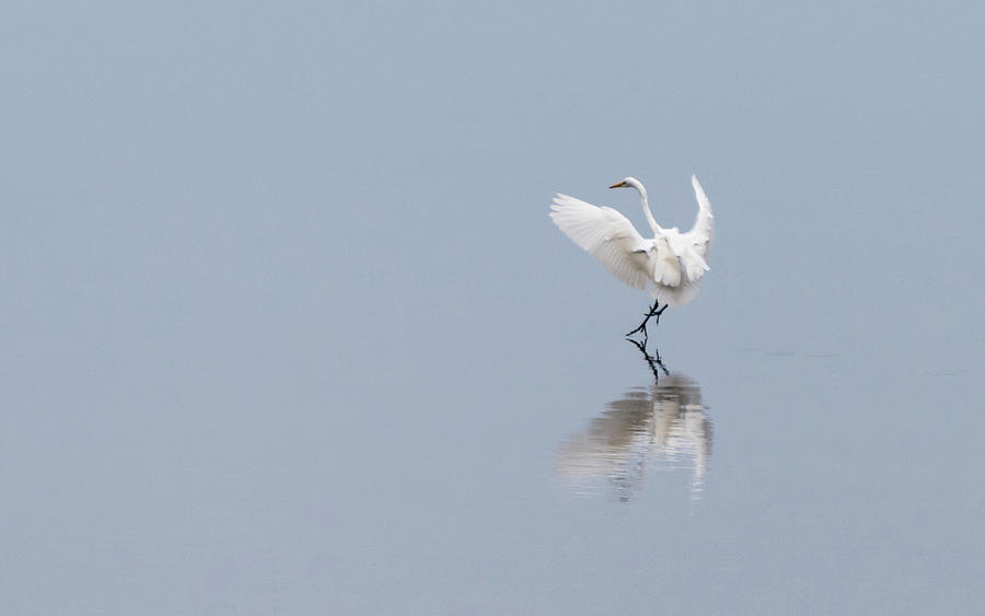 Great Egret Coming in for a Landing by Johanna Froese Great Egret Coming in for a Landing by Johanna Froese