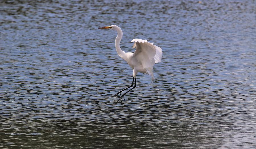Great Egret Coming In For A Landing by Karen Silvestri Great Egret Coming In For A Landing by Karen Silvestri