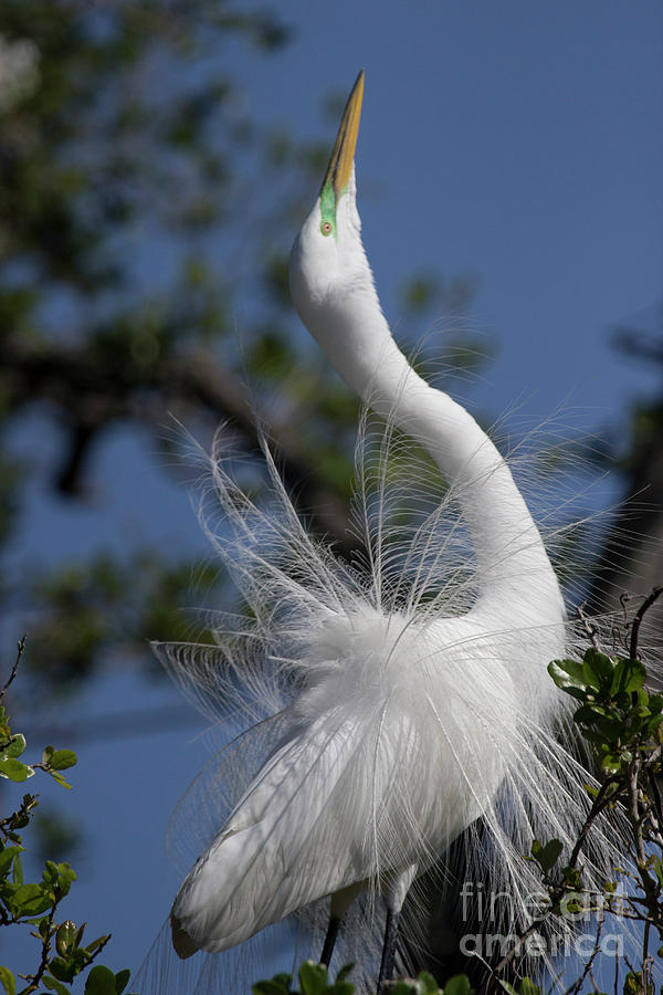 Great Egret Courtship Display Photograph by Jeannette Hunt