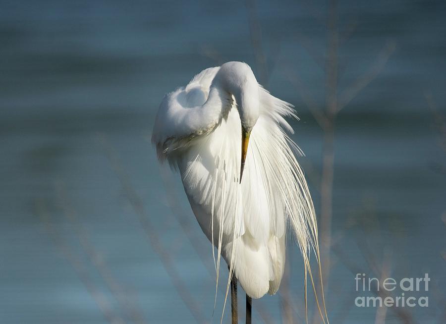 Egret Photograph - Great Egret by Nando Lardi