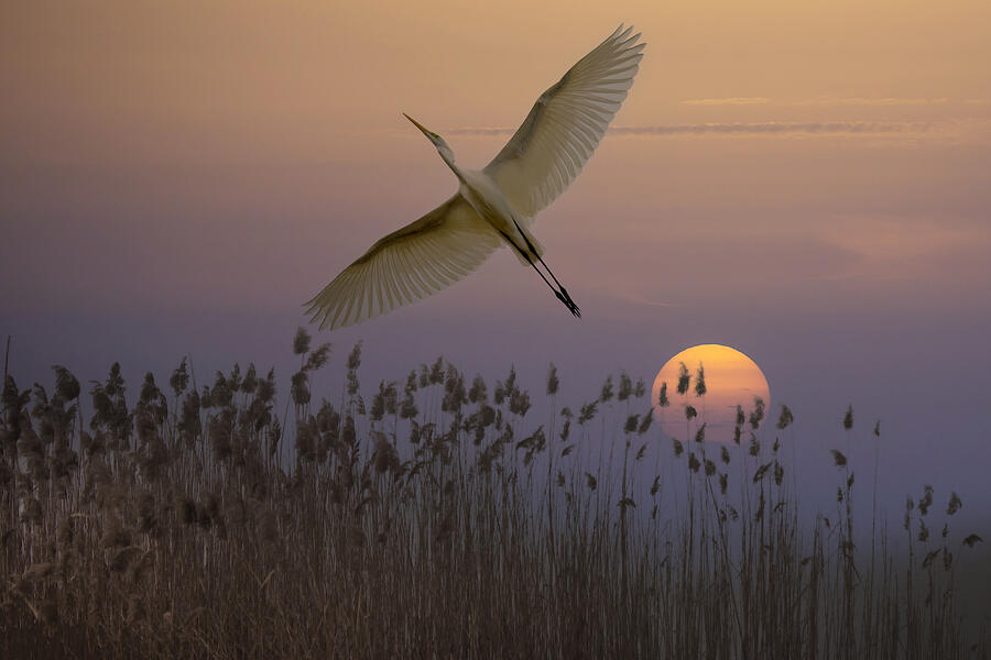 Great Egret Photograph by Eyal Bar Or
