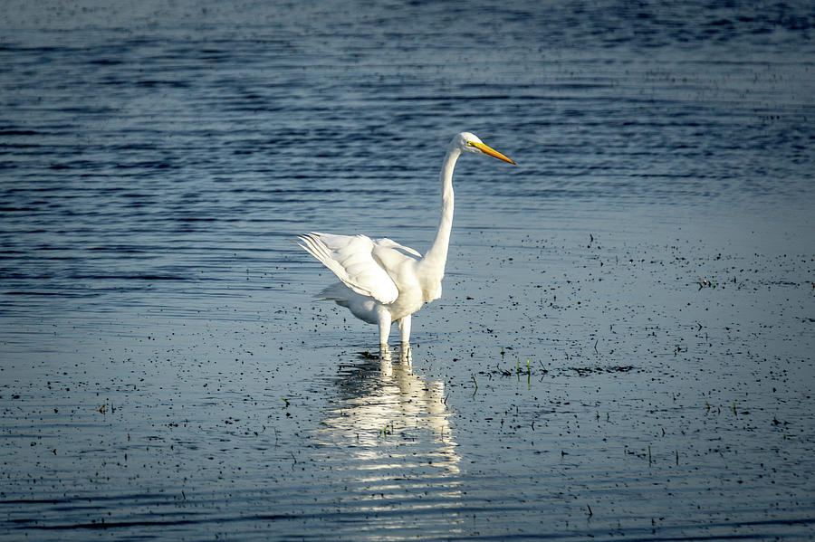 Great Egret Feeding Photograph by Donald Pash