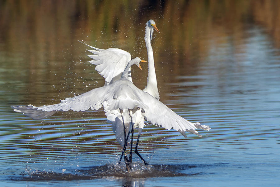 Great Egret Fight 0722-010819 Photograph by Tam Ryan