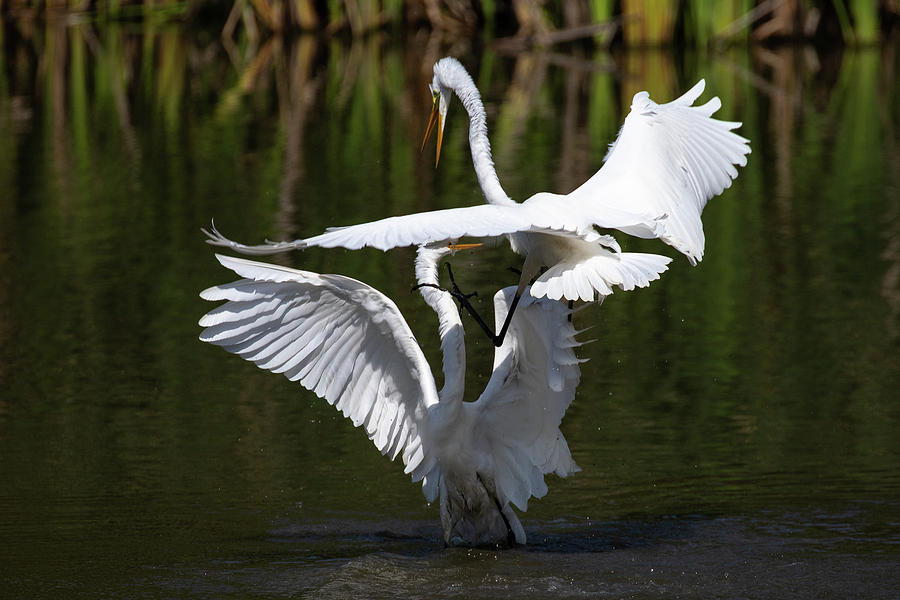 Great Egret fight Photograph by Dan Ferrin - Pixels