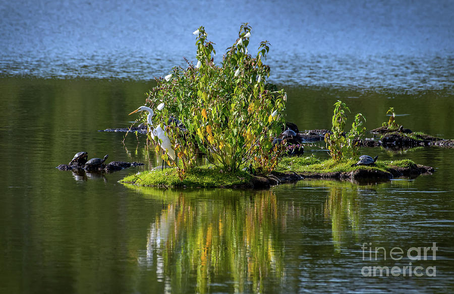 Great Egret Fishing from a small Island with Turtles on the Chesapeake Bay Photograph by Patrick Wolf