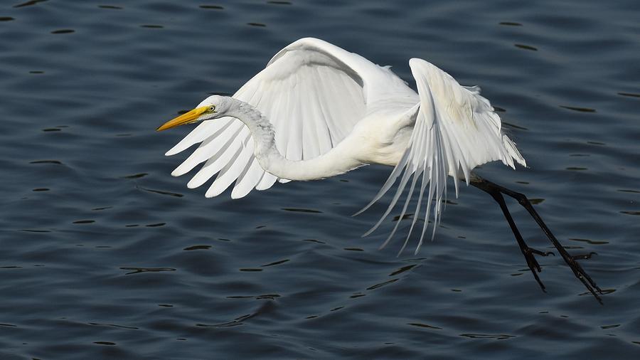 Great Egret Flying Photograph by Chip Gilbert