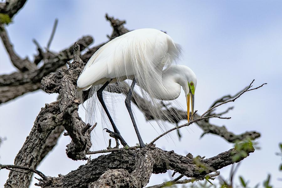 Great Egret Gathering Twigs Photograph by Mary Ann Artz