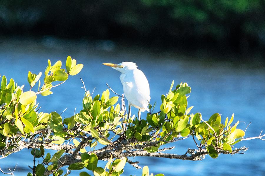 Great Egret in a Tree Photograph by Mary Ann Artz