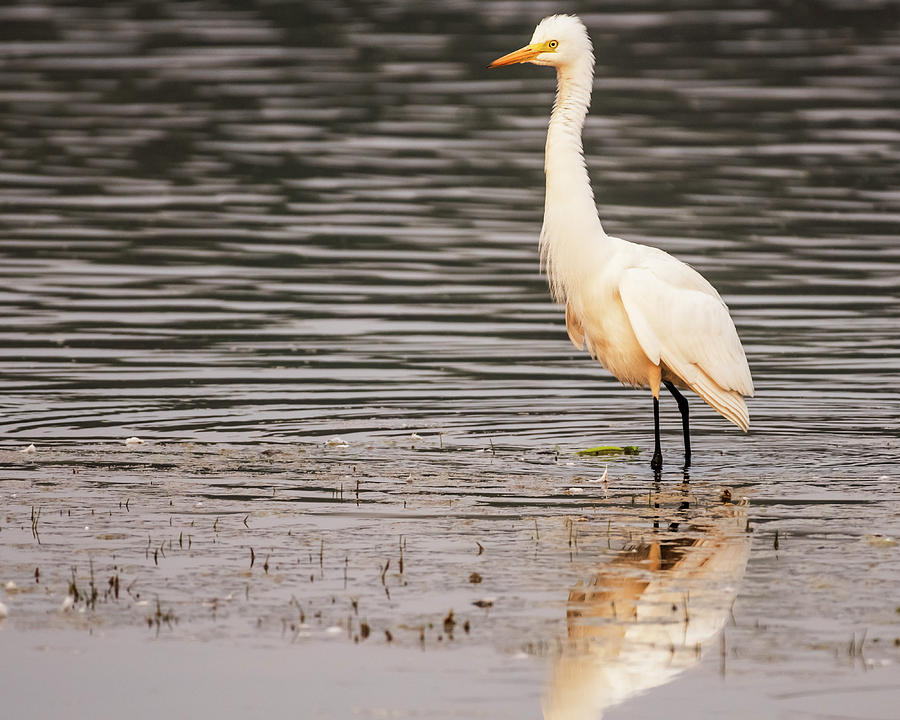 Great egret in an early morning light Photograph by Vishwanath Bhat