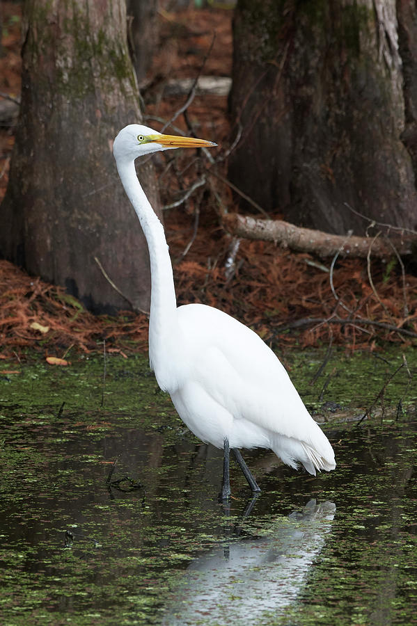 Bird Photograph - Great Egret In Bayou by Paul Freidlund