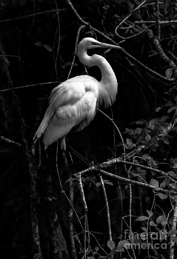 Great Egret in Black and White Photograph by Rodney Cammauf