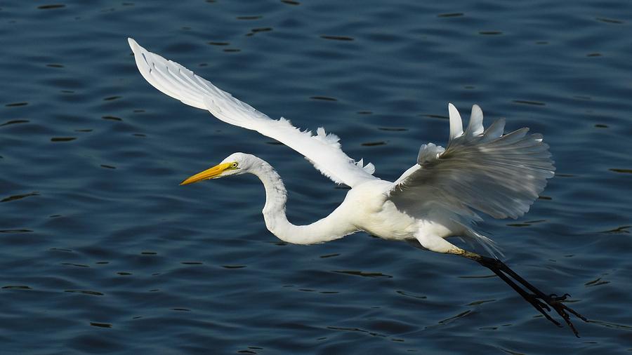Great Egret In Flight Photograph by Chip Gilbert