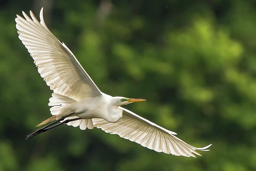 Great Egret In Flight Photograph by D Williams Photography