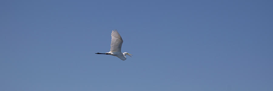 Great Egret in flight Photograph by Darrell Foster