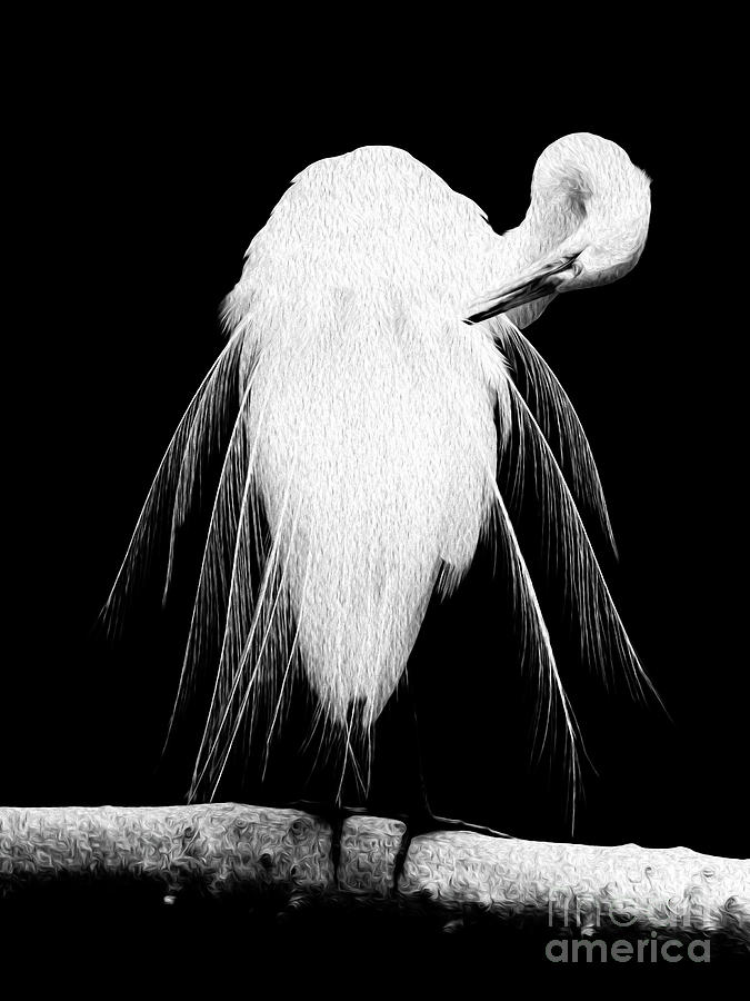 Great Egret In Full Bloom 3 Digital Art by Kenneth Montgomery