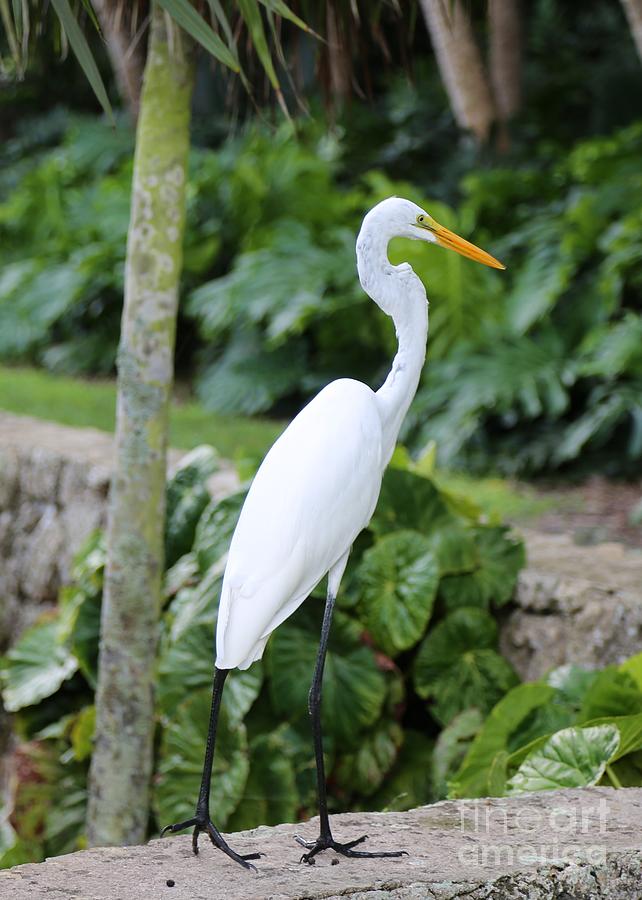 Great Egret in Miami Photograph by Carol Groenen