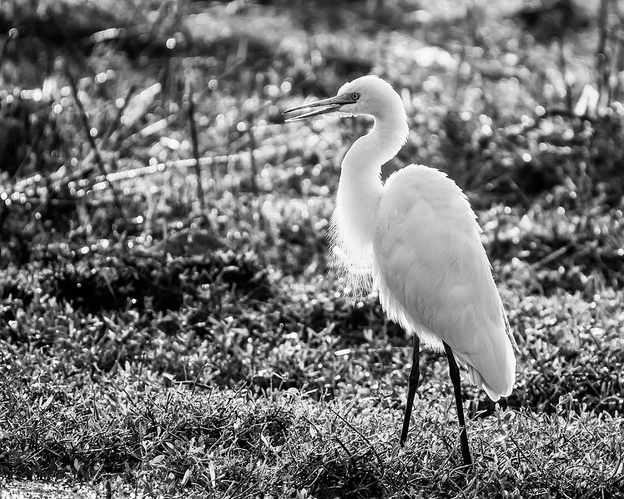 Great egret in monochrome Photograph by Vishwanath Bhat
