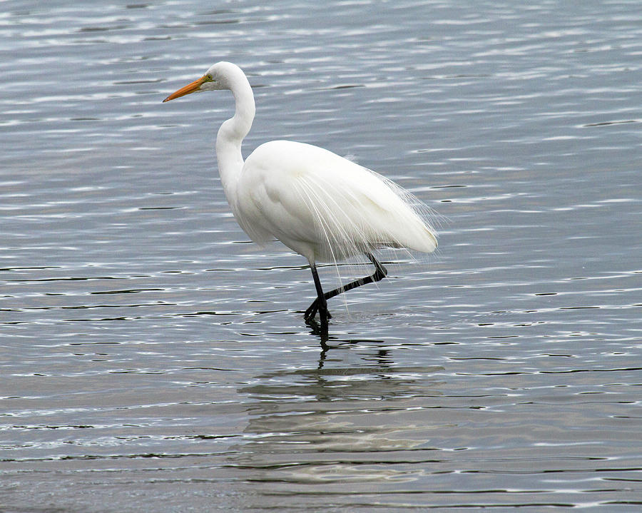 Great Egret in Water Photograph by Michael Riley - Fine Art America