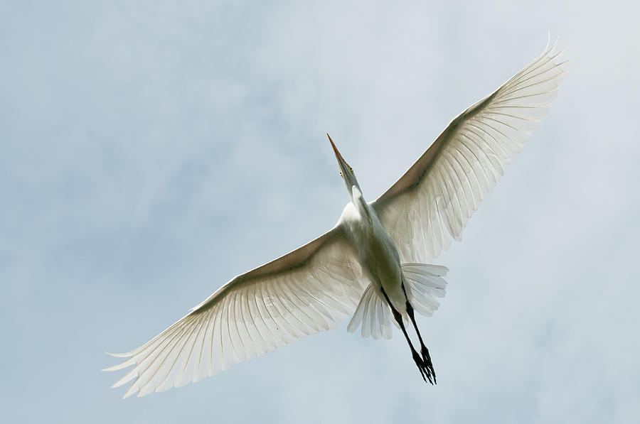 Great Egret Photograph by Jim Mckinley