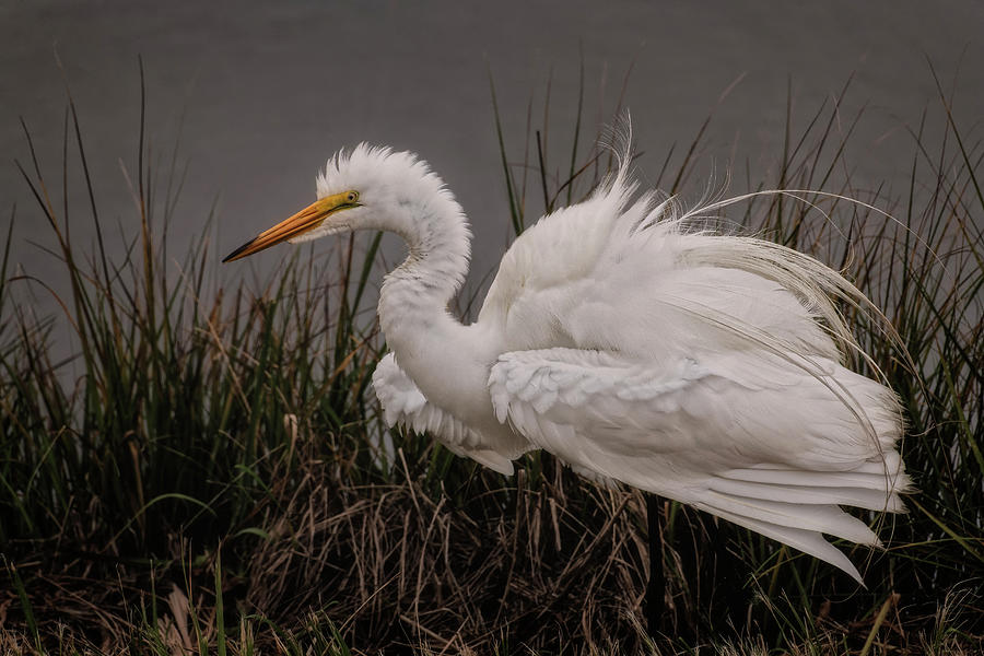 Great Egret Photograph by John Maslowski
