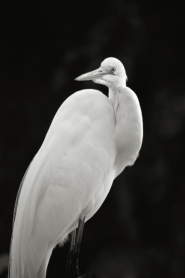 Great Egret Photograph by Joseph Shields