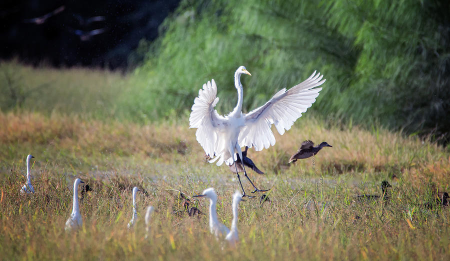 Great Egret Landing 3215-092518-1cr Photograph by Tam Ryan