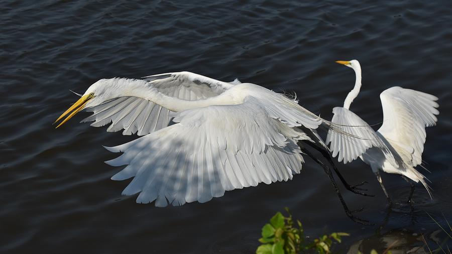 Great Egret Landing Photograph by Chip Gilbert