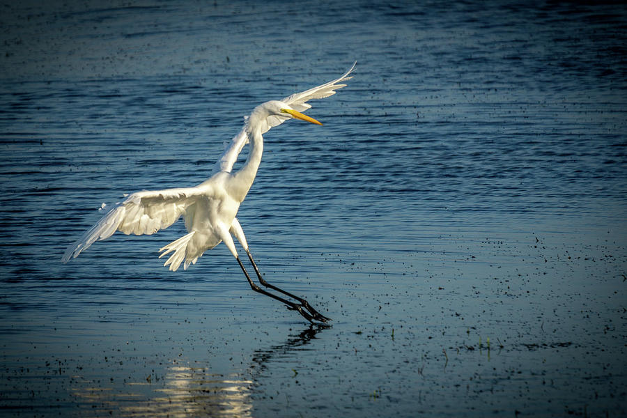 Great Egret Landing Photograph by Donald Pash