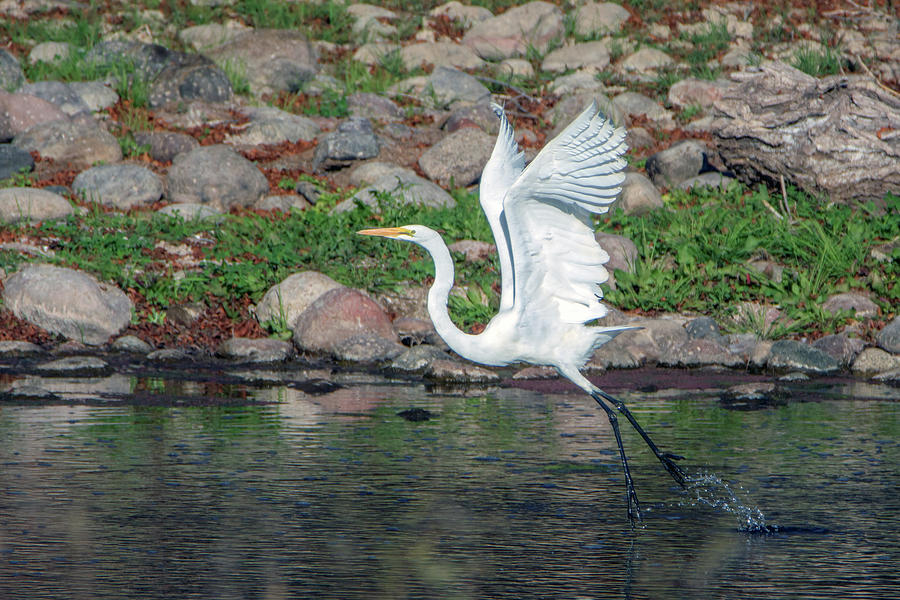 Great Egret Liftoff 3754-020119 Photograph by Tam Ryan