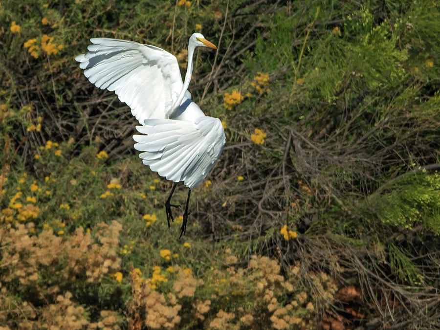 Great Egret Liftoff 7782-110218-1cr Photograph by Tam Ryan