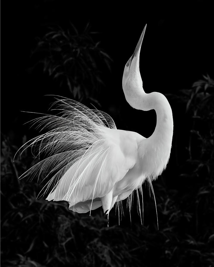 Great Egret Mating Display Photograph by Dawn Currie