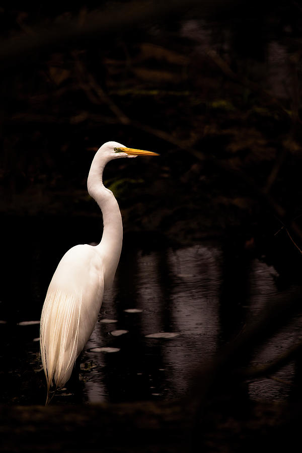 Great Egret Photograph by Michael Lawrence Photography