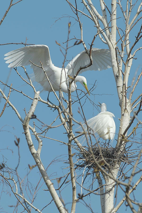 Great Egret Nesting Pair Photograph by Rick Shea