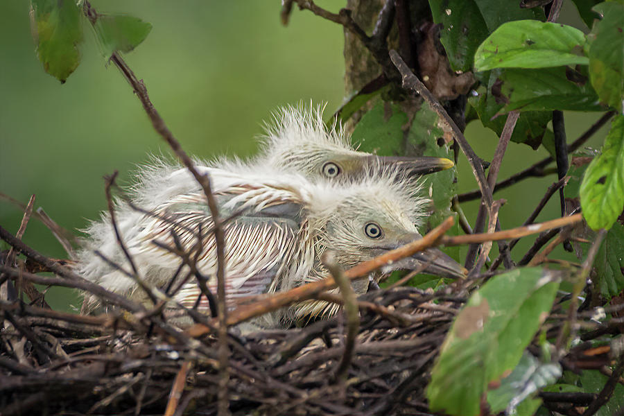 Great Egret Nestlings Hato Barley Tauramena Casanare Colombia Photograph by Adam Rainoff