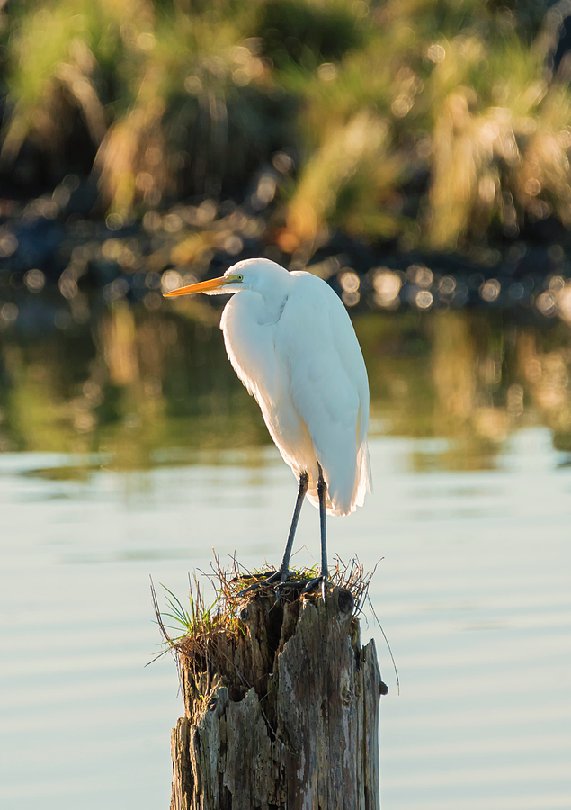 Great Egret on a Post Photograph by Loree Johnson