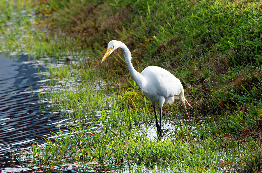 Great Egret On Prowl >> Great Egret On The Prowl Photograph By William Tasker Great Egret On Prowl >> Great Egret On The Prowl Photograph By William Tasker