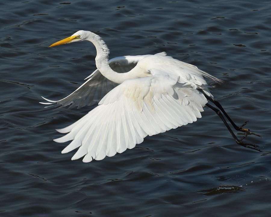 Great Egret On The Wing Photograph by Chip Gilbert