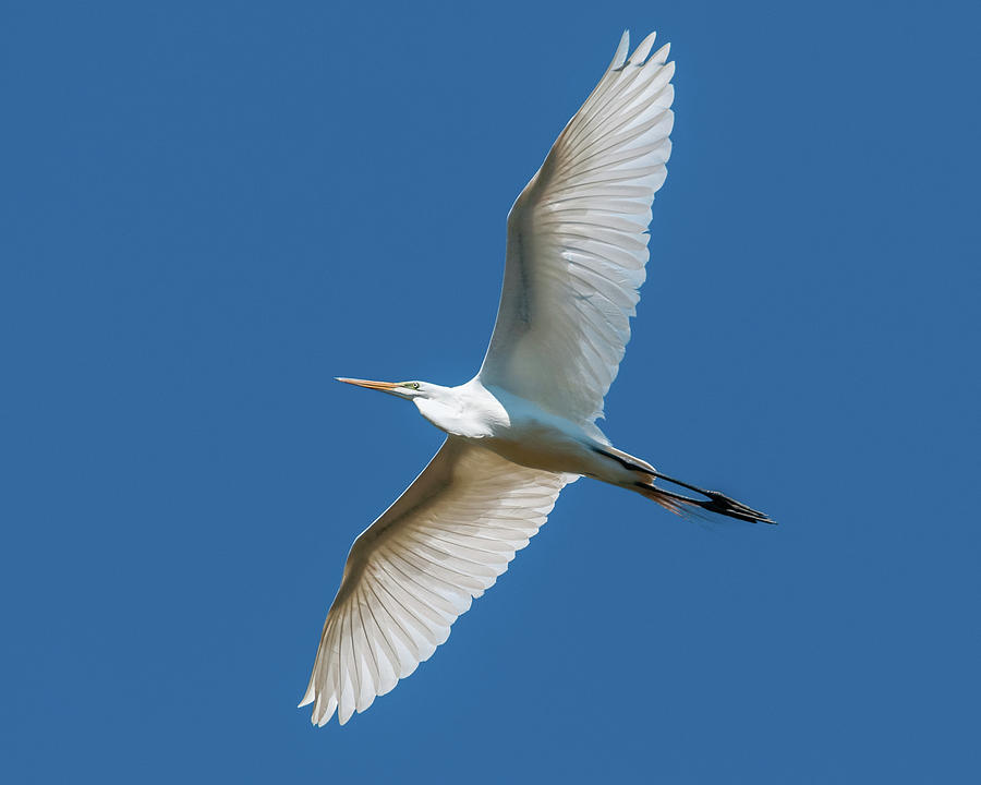 Great Egret Overhead Photograph by Todd Henson
