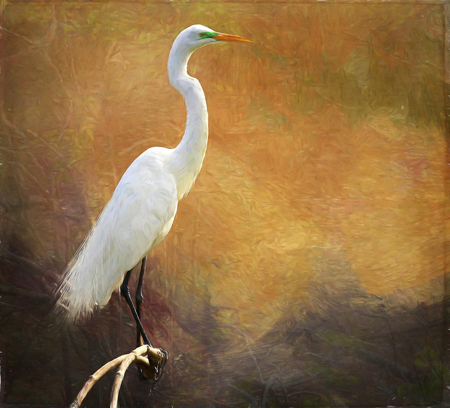 Great Egret Painterly Digital Art by Judy Vincent