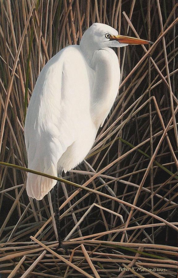 Great Egret by Peter Mathios Great Egret by Peter Mathios