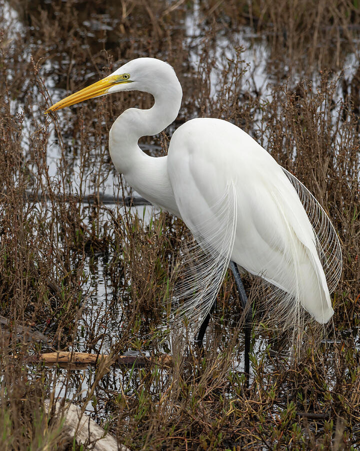 Great Egret Plumes Photograph by Bruce Frye