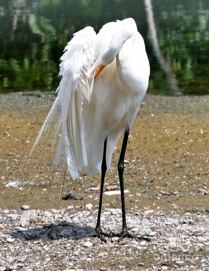 Great Egret Preening Photograph by Elaine Manley