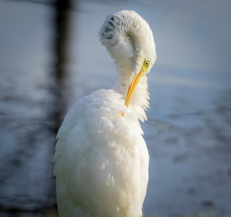 Great Egret - Preening Time by Ricky L Jones Great Egret - Preening Time by Ricky L Jones