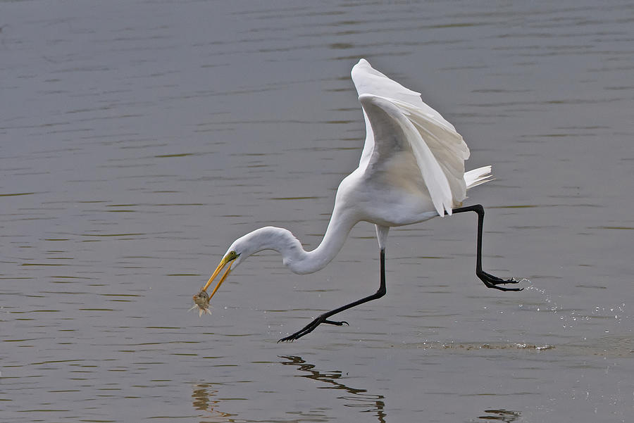 Great Egret Photograph by Ray Cooper