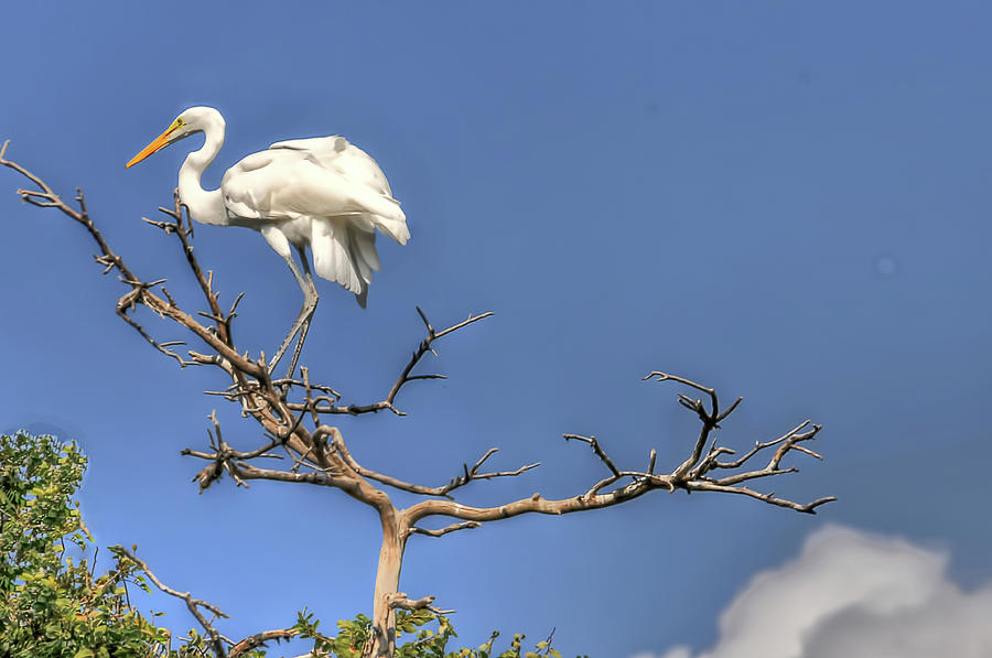 Great Egret Resting On Tree Branch Photograph by Ronnie Wiggin