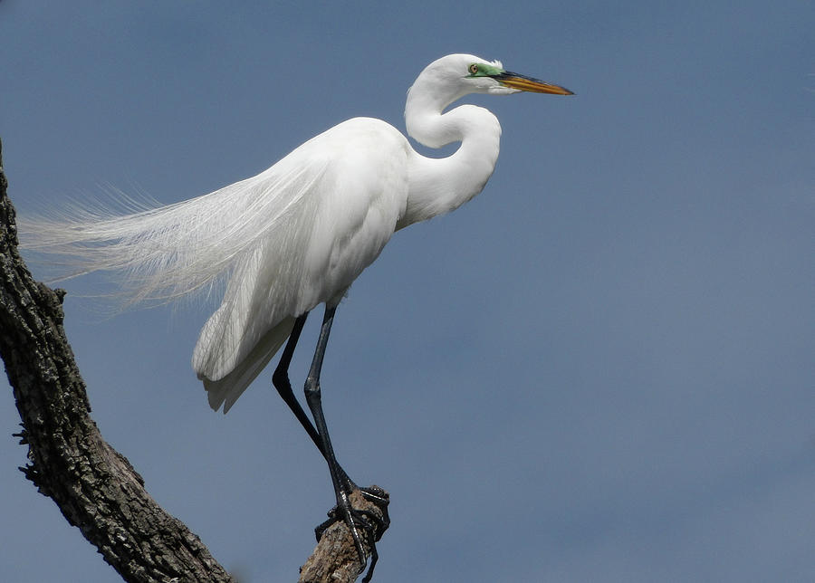 Great Egret Standing Proud Photograph by Judy Wanamaker