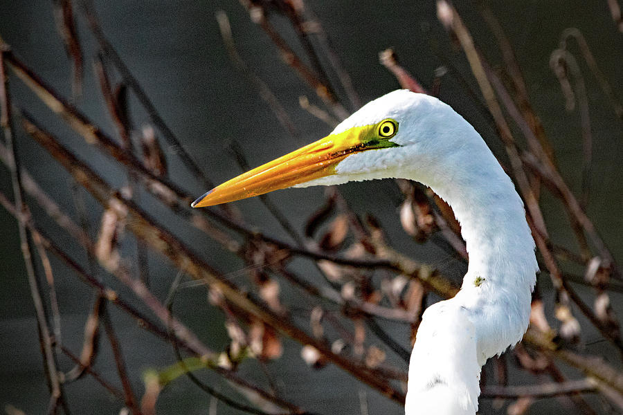 Great Egret Stare Photograph by Ira Marcus