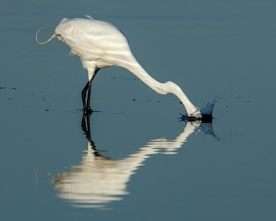 Great Egret Strike Photograph by Jerry Fornarotto
