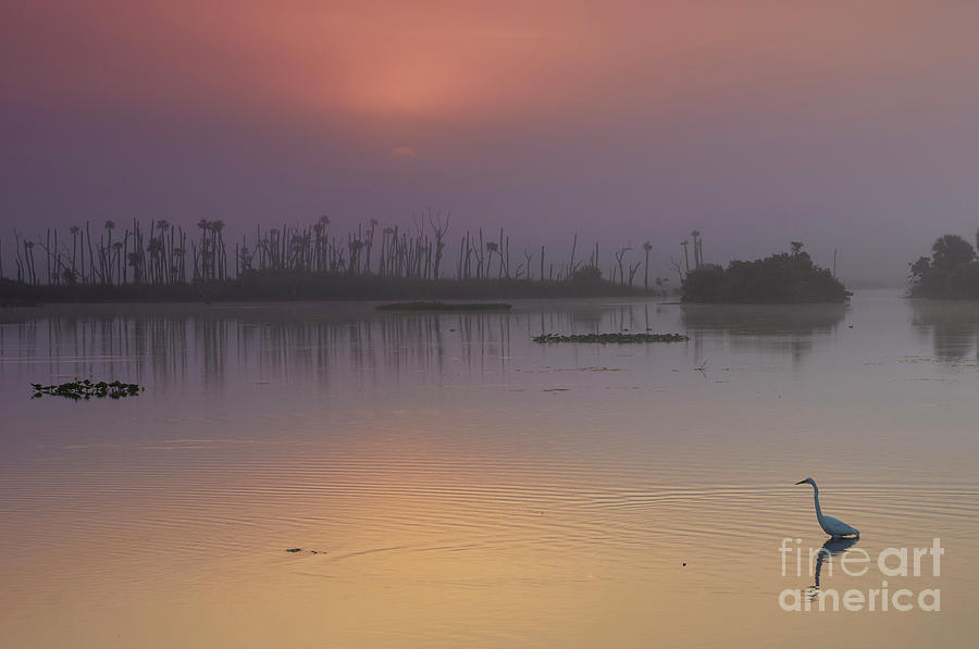 Great Egret Sunrise Photograph by Brian Kamprath