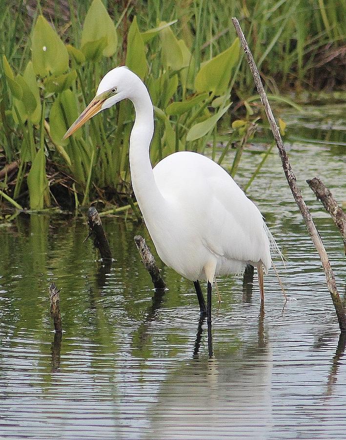 Great Egret Photograph by Susan Dotterer Dixon | Fine Art America